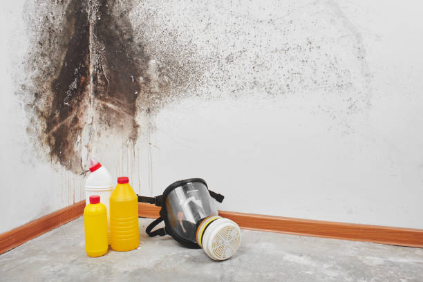 Best Professional Mold Removal  in Whitewater, WI