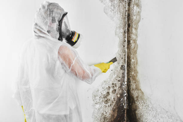 Mold Removal and Inspection in Whitewater, WI