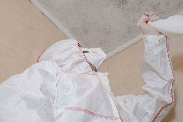 Best Black Mold Removal  in Whitewater, WI