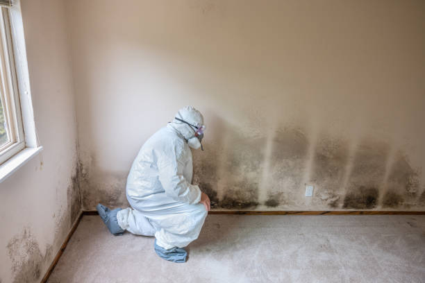 Best Certified Mold Removal  in Whitewater, WI